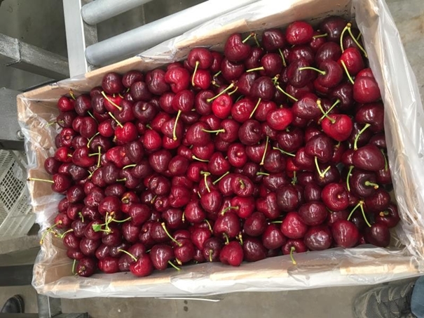 上海進口車?yán)遄忧尻P(guān)代理案例分享