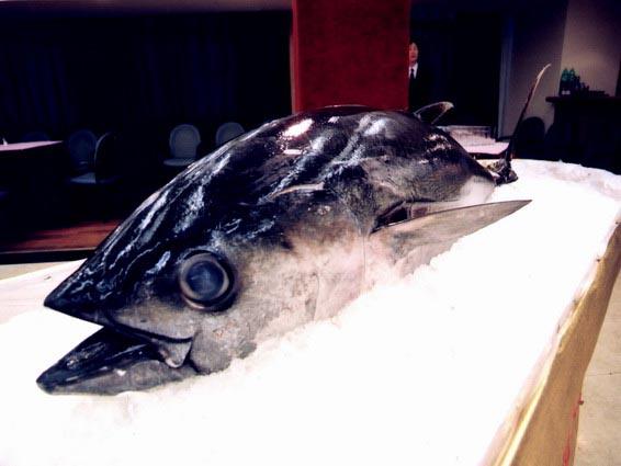 斯里蘭卡冰鮮金槍魚進口報關(guān) 斯里蘭卡冰鮮金槍魚進口報關(guān)