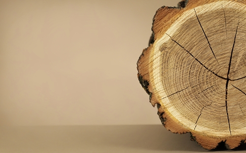 1598576747425075.jpg 刺槐木材進口清關(guān)代理