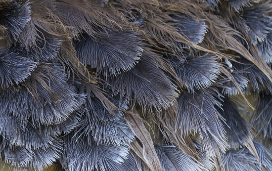 1599098778514139.jpg 鴕鳥毛進口清關