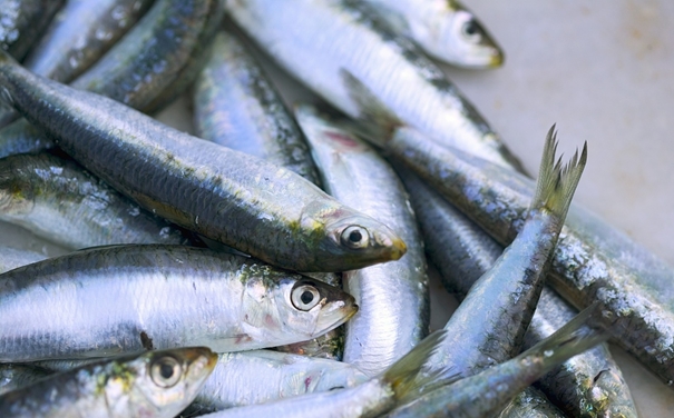 進口沙丁魚報關代理所需資料以及進口商所需資質 進口沙丁魚報關代理