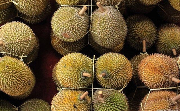 進(jìn)口泰國榴蓮報關(guān)提前準(zhǔn)備好這些資料,一點都不難 進(jìn)口泰國榴蓮報關(guān)