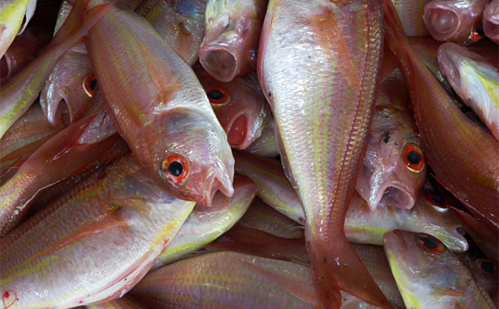 進(jìn)口海鮮清關(guān)代理所需資|萬享進(jìn)口清關(guān)代理公司 進(jìn)口海鮮清關(guān)代理