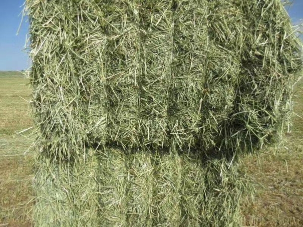 1626261460436727.jpg 牧草進口_副本.jpg