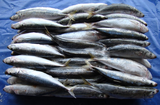 1629369839242891.jpg 青島進口水產品報關