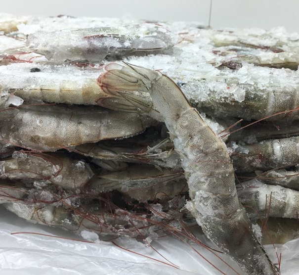 1630297507565310.jpg 上海冷凍水產品進口清關代理_副本.jpg