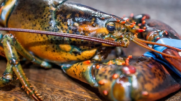 1641981738985269.jpg 波士頓冷凍進口龍蝦清關(guān)_副本.jpg