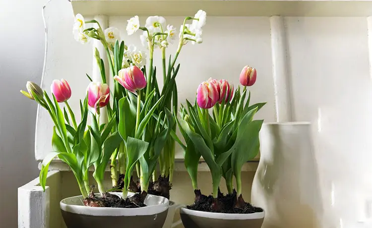 1662626106766805.png 盆栽植物進口報關公司.png