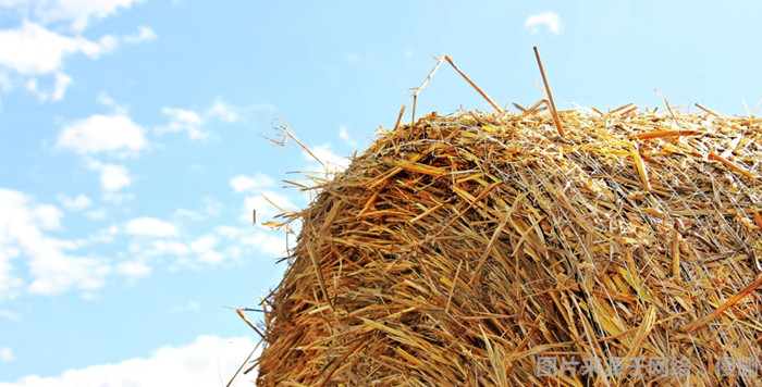 1669121189281532.jpg 動(dòng)物飼料進(jìn)口報(bào)關(guān).jpg