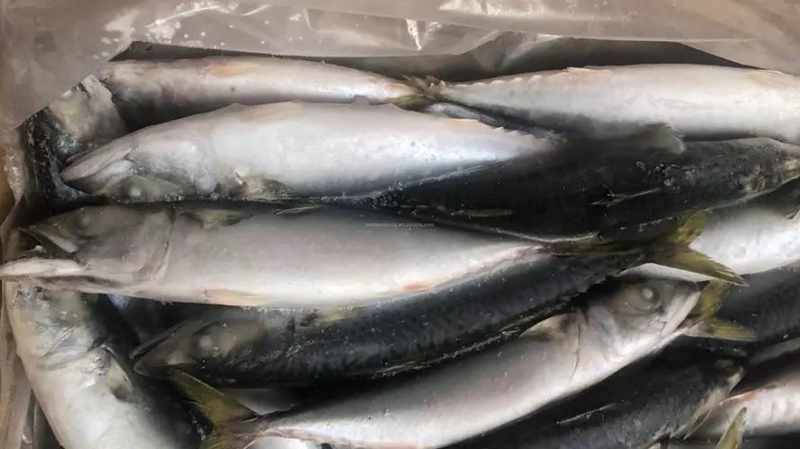 1683538535398077.jpg 冷凍魚進口報關流程.jpg