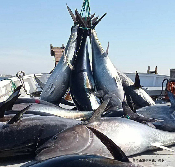 美國(guó)金槍魚進(jìn)口報(bào)關(guān)費(fèi)用 美國(guó)金槍魚進(jìn)口報(bào)關(guān)費(fèi)用